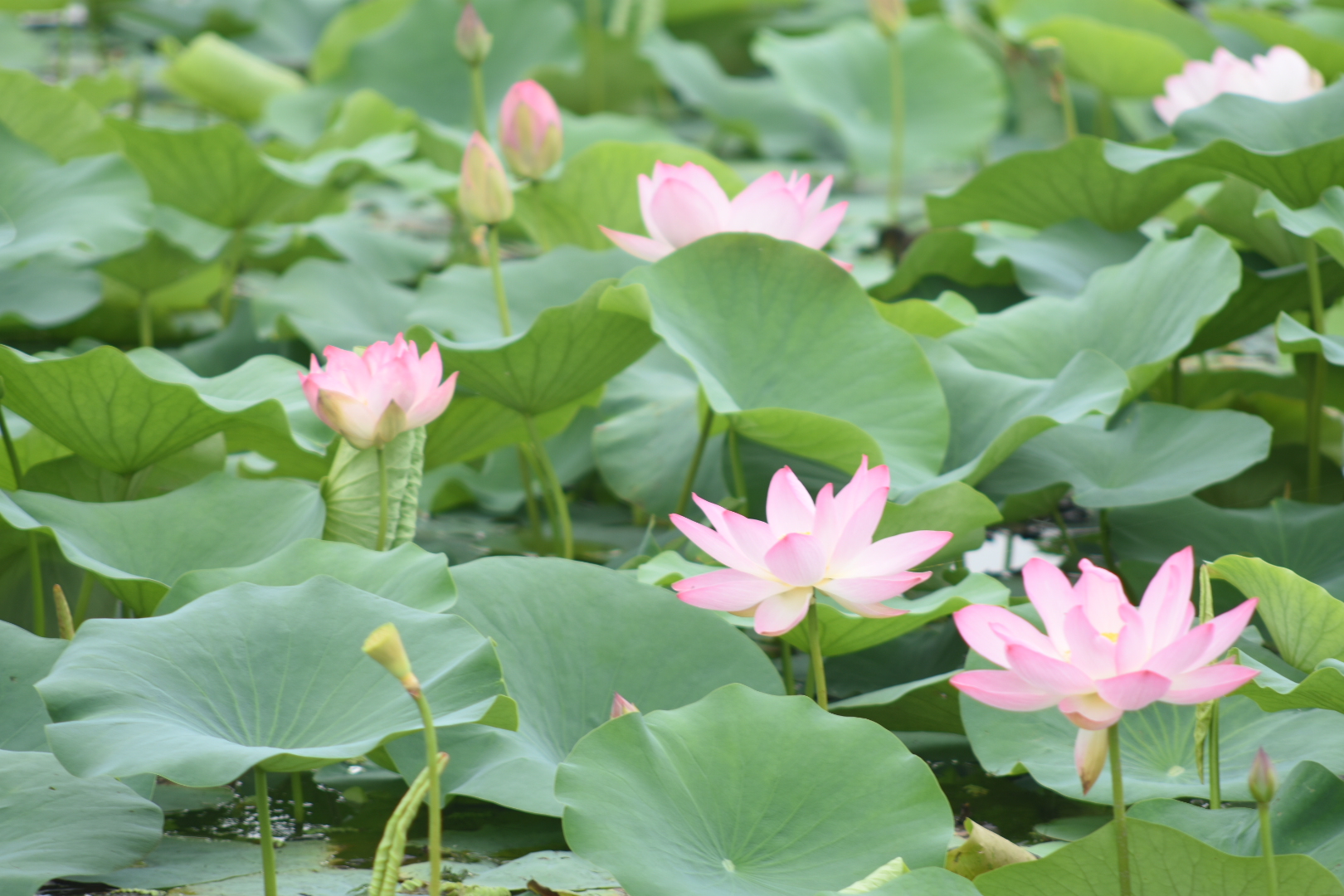 Summer Lotus Bloom